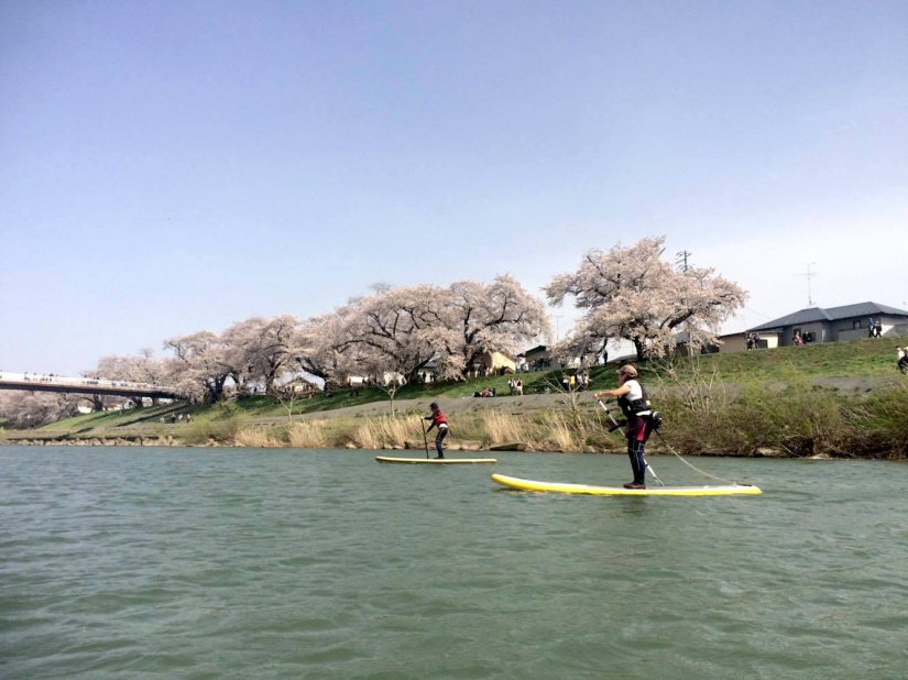 一目千本桜　お花見川下りSUP